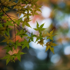 Fall Colors Leaves Collage To order a print please email me at  Mike Reid Photography : leaf, leaves, fall, fall colors, autumn, autumn colors, acer, japanese maples, botanical, abstract, bokeh, zeiss, macro, northwest, northwest images, canon, 85mm, 50mm, thin depth of field