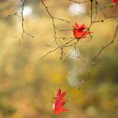 Fall Colors Leaves Dangling To order a print please email me at  Mike Reid Photography : leaf, leaves, fall, fall colors, autumn, autumn colors, acer, japanese maples, botanical, abstract, bokeh, zeiss, macro, northwest, northwest images