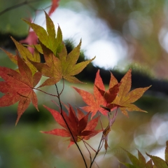 Fall Colors Leaves Depth To order a print please email me at  Mike Reid Photography : leaf, leaves, fall, fall colors, autumn, autumn colors, acer, japanese maples, botanical, abstract, bokeh, zeiss, macro, northwest, northwest images, canon, 85mm, 50mm, thin depth of field
