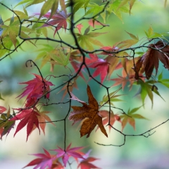 Fall Colors Leaves Hanging.jpg