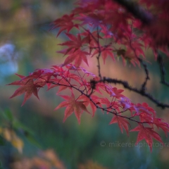 Fall Colors Photography  Cluster of Red Maples To order a print please email me at  Mike Reid Photography : leaf, leaves, fall, fall colors, autumn, autumn colors, acer, japanese maples, botanical, abstract, bokeh, zeiss, macro, northwest, northwest images