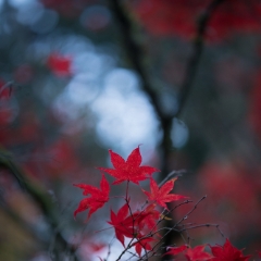 Fall Colors Photography Cluster of Crimson To order a print please email me at  Mike Reid Photography : leaf, leaves, fall, fall colors, autumn, autumn colors, acer, japanese maples, botanical, abstract, bokeh, zeiss, macro, northwest, northwest images