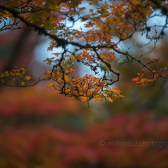Fall Colors Photography Clusters of Oak Leaves.jpg