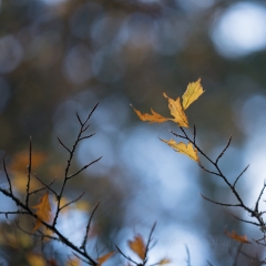 Fall Colors Photography Leaves on Branches.jpg