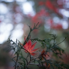 Fall Colors Photography Red Acer entangled To order a print please email me at  Mike Reid Photography : leaf, leaves, fall, fall colors, autumn, autumn colors, acer, japanese maples, botanical, abstract, bokeh, zeiss, macro, northwest, northwest images