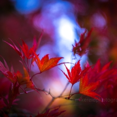 Fall Colors Photography Red Edges Focus To order a print please email me at  Mike Reid Photography : leaf, leaves, fall, fall colors, autumn, autumn colors, acer, japanese maples, botanical, abstract, bokeh, zeiss, macro, northwest, northwest images