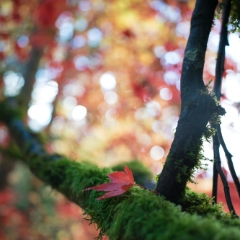 Fall Colors Photography Red Leaf on Moss.jpg