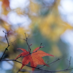 Fall Colors Photography Single Red Leaf Hanging.jpg