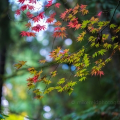 Fall Colors Photography Sunlit Acer Leaves Group.jpg