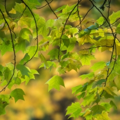 Fall Colors Photography Tree Backdrop.jpg