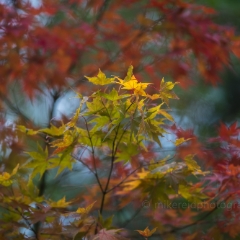 Fall Colors Photography Yellow Maples To order a print please email me at  Mike Reid Photography : leaf, leaves, fall, fall colors, autumn, autumn colors, acer, japanese maples, botanical, abstract, bokeh, zeiss, macro, northwest, northwest images