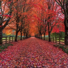 Fall Colors Rockwood Lane of Trees.jpg