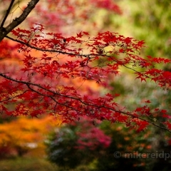 Fall Colors in the Arboretum.jpg