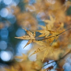 Fall Leaves Blur To order a print please email me at  Mike Reid Photography : leaf, leaves, fall, fall colors, autumn, autumn colors, acer, japanese maples, botanical, abstract, bokeh, zeiss, macro, northwest, northwest images, canon, 85mm, 50mm, thin depth of field