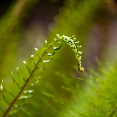 Fern Fronds Abstract.jpg