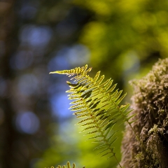 Ferns Forest Bokeh To order a print please email me at  Mike Reid Photography : leaf, leaves, fall, fall colors, autumn, autumn colors, acer, japanese maples, botanical, abstract, bokeh, zeiss, macro, northwest, northwest images, canon, 85mm, 50mm, thin depth of field