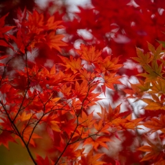 Fiery Red Japanese Maple Branches Bokeh Colors To order a print please email me at  Mike Reid Photography : leaf, leaves, fall, fall colors, autumn, autumn colors, acer, japanese maples, botanical, abstract, bokeh, zeiss, macro, northwest, northwest images