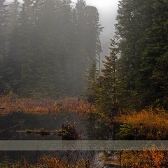 Foggy Autumn Pond.jpg