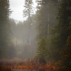 Foggy Fall Pond.jpg