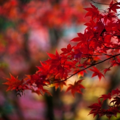 Glorious Japanese Maples Colors To order a print please email me at  Mike Reid Photography : leaf, leaves, fall, fall colors, autumn, autumn colors, acer, japanese maples, botanical, abstract, bokeh, zeiss, macro, northwest, northwest images, canon, 85mm, 50mm, thin depth of field