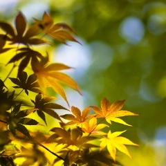 Golden Fall Leaves.jpg