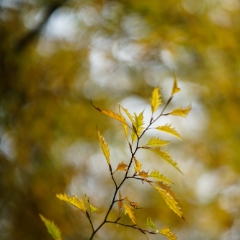 Golden Layers of Oak Leaves To order a print please email me at  Mike Reid Photography : leaf, leaves, fall, fall colors, autumn, autumn colors, acer, japanese maples, botanical, abstract, bokeh, zeiss, macro, northwest, northwest images, canon, 85mm, 50mm, thin depth of field