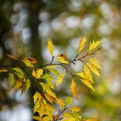 Golden Oak Tree Leaves Bokeh To order a print please email me at  Mike Reid Photography : leaf, leaves, fall, fall colors, autumn, autumn colors, acer, japanese maples, botanical, abstract, bokeh, zeiss, macro, northwest, northwest images, canon, 85mm, 50mm, thin depth of field