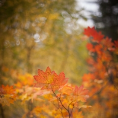 Golden Orange Leaves To order a print please email me at  Mike Reid Photography : leaf, leaves, fall, fall colors, autumn, autumn colors, acer, japanese maples, botanical, abstract, bokeh, zeiss, macro, northwest, northwest images, canon, 85mm, 50mm, thin depth of field