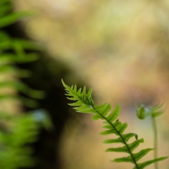 Green Ferns Bokeh To order a print please email me at  Mike Reid Photography : leaf, leaves, fall, fall colors, autumn, autumn colors, acer, japanese maples, botanical, abstract, bokeh, zeiss, macro, northwest, northwest images, canon, 85mm, 50mm, thin depth of field