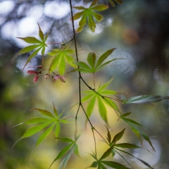 Green Maple Leaves Zeiss Bokeh.jpg