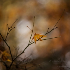 Hanging Solitude To order a print please email me at  Mike Reid Photography : leaf, leaves, fall, fall colors, autumn, autumn colors, acer, japanese maples, botanical, abstract, bokeh, zeiss, macro, northwest, northwest images, canon, 85mm, 50mm, thin depth of field