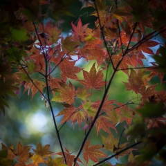 Japanese Maples Peeking To order a print please email me at  Mike Reid Photography : leaf, leaves, fall, fall colors, autumn, autumn colors, acer, japanese maples, botanical, abstract, bokeh, zeiss, macro, northwest, northwest images, canon, 85mm, 50mm, thin depth of field