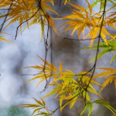 Lace Maple Leaves Fall Colors.jpg