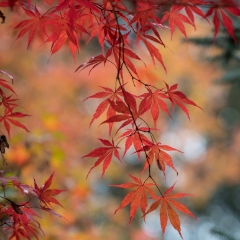 Layers of Red Maple Leaves Bokeh To order a print please email me at  Mike Reid Photography : leaf, leaves, fall, fall colors, autumn, autumn colors, acer, japanese maples, botanical, abstract, bokeh, zeiss, macro, northwest, northwest images, canon, 85mm, 50mm, thin depth of field