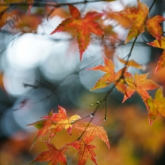 Layers of Soft Maple Leaves To order a print please email me at  Mike Reid Photography : leaf, leaves, fall, fall colors, autumn, autumn colors, acer, japanese maples, botanical, abstract, bokeh, zeiss, macro, northwest, northwest images, canon, 85mm, 50mm, thin depth of field