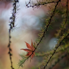 Leaf on Cedars To order a print please email me at  Mike Reid Photography : leaf, leaves, fall, fall colors, autumn, autumn colors, acer, japanese maples, botanical, abstract, bokeh, zeiss, macro, northwest, northwest images, canon, 85mm, 50mm, thin depth of field