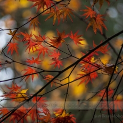 Leaves Montage To order a print please email me at  Mike Reid Photography : leaf, leaves, fall, fall colors, autumn, autumn colors, acer, japanese maples, botanical, abstract, bokeh, zeiss, macro, northwest, northwest images, canon, 85mm, 50mm, thin depth of field