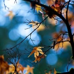 Leaves and Sky To order a print please email me at  Mike Reid Photography : leaf, leaves, fall, fall colors, autumn, autumn colors, acer, japanese maples, botanical, abstract, bokeh, zeiss, macro, northwest, northwest images, canon, 85mm, 50mm, thin depth of field