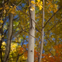 Lovely Aspen Light To order a print please email me at  Mike Reid Photography : leaf, leaves, fall, fall colors, autumn, autumn colors, acer, japanese maples, botanical, abstract, bokeh, zeiss, macro, northwest, northwest images, canon, 85mm, 50mm, thin depth of field