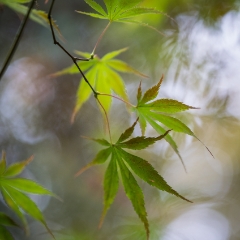 Mysterious Acer Leaves Green To order a print please email me at  Mike Reid Photography : leaf, leaves, fall, fall colors, autumn, autumn colors, acer, japanese maples, botanical, abstract, bokeh, zeiss, macro, northwest, northwest images, canon, 85mm, 50mm, thin depth of field