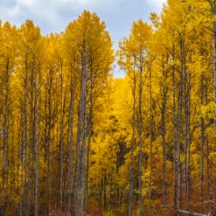 Northwest Falls Colors Golden Trees.jpg