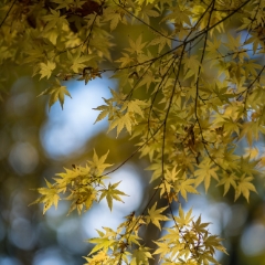 Pale Gold Acer Leaves To order a print please email me at  Mike Reid Photography : leaf, leaves, fall, fall colors, autumn, autumn colors, acer, japanese maples, botanical, abstract, bokeh, zeiss, macro, northwest, northwest images, canon, 85mm, 50mm, thin depth of field