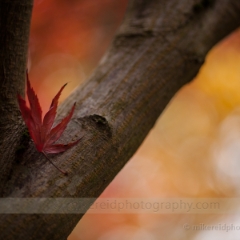 Perched Alone To order a print please email me at  Mike Reid Photography : leaf, leaves, fall, fall colors, autumn, autumn colors, acer, japanese maples, botanical, abstract, bokeh, zeiss, macro, northwest, northwest images, canon, 85mm, 50mm, thin depth of field
