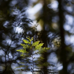 Pine Tree Bokeh To order a print please email me at  Mike Reid Photography : leaf, leaves, fall, fall colors, autumn, autumn colors, acer, japanese maples, botanical, abstract, bokeh, zeiss, macro, northwest, northwest images, canon, 85mm, 50mm, thin depth of field