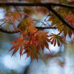 Red Backlit Maple Acer Leaves To order a print please email me at  Mike Reid Photography : leaf, leaves, fall, fall colors, autumn, autumn colors, acer, japanese maples, botanical, abstract, bokeh, zeiss, macro, northwest, northwest images, canon, 85mm, 50mm, thin depth of field