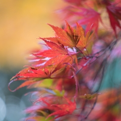 Red Leaves Cascading To order a print please email me at  Mike Reid Photography : leaf, leaves, fall, fall colors, autumn, autumn colors, acer, japanese maples, botanical, abstract, bokeh, zeiss, macro, northwest, northwest images, canon, 85mm, 50mm, thin depth of field