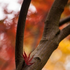 Resting To order a print please email me at  Mike Reid Photography : leaf, leaves, fall, fall colors, autumn, autumn colors, acer, japanese maples, botanical, abstract, bokeh, zeiss, macro, northwest, northwest images, canon, 85mm, 50mm, thin depth of field
