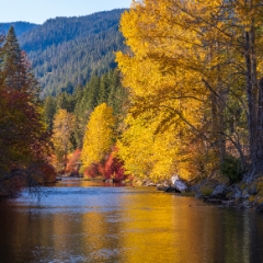 River Through Northwest Fall Colors  To order a print please email me at  Mike Reid Photography : leaf, leaves, fall, fall colors, autumn, autumn colors, acer, japanese maples, botanical, abstract, bokeh, zeiss, macro, northwest, northwest images, leavenworth, tumwater canyon, gfx100s