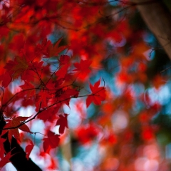 Sea of Red Leaves To order a print please email me at  Mike Reid Photography : leaf, leaves, fall, fall colors, autumn, autumn colors, acer, japanese maples, botanical, abstract, bokeh, zeiss, macro, northwest, northwest images, canon, 85mm, 50mm, thin depth of field