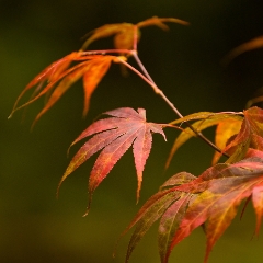 Several Leaves To order a print please email me at  Mike Reid Photography : leaf, leaves, fall, fall colors, autumn, autumn colors, acer, japanese maples, botanical, abstract, bokeh, zeiss, macro, northwest, northwest images, canon, 85mm, 50mm, thin depth of field